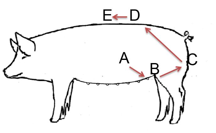 怎么判断母猪可以授精,母猪人工授精怀孕技术