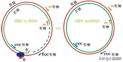 乙肝病毒复制过程讲解,乙肝病毒的复制过程
