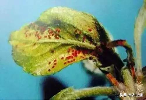 家庭防治虫害的最佳方法,自制蔬菜种植除虫小妙招