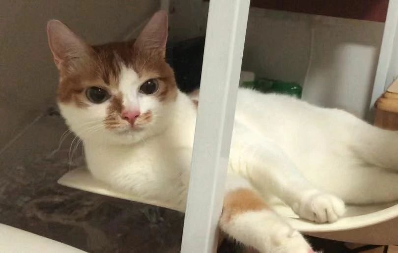 猫膀胱炎尿闭需要注意什么,猫伪膜性膀胱炎