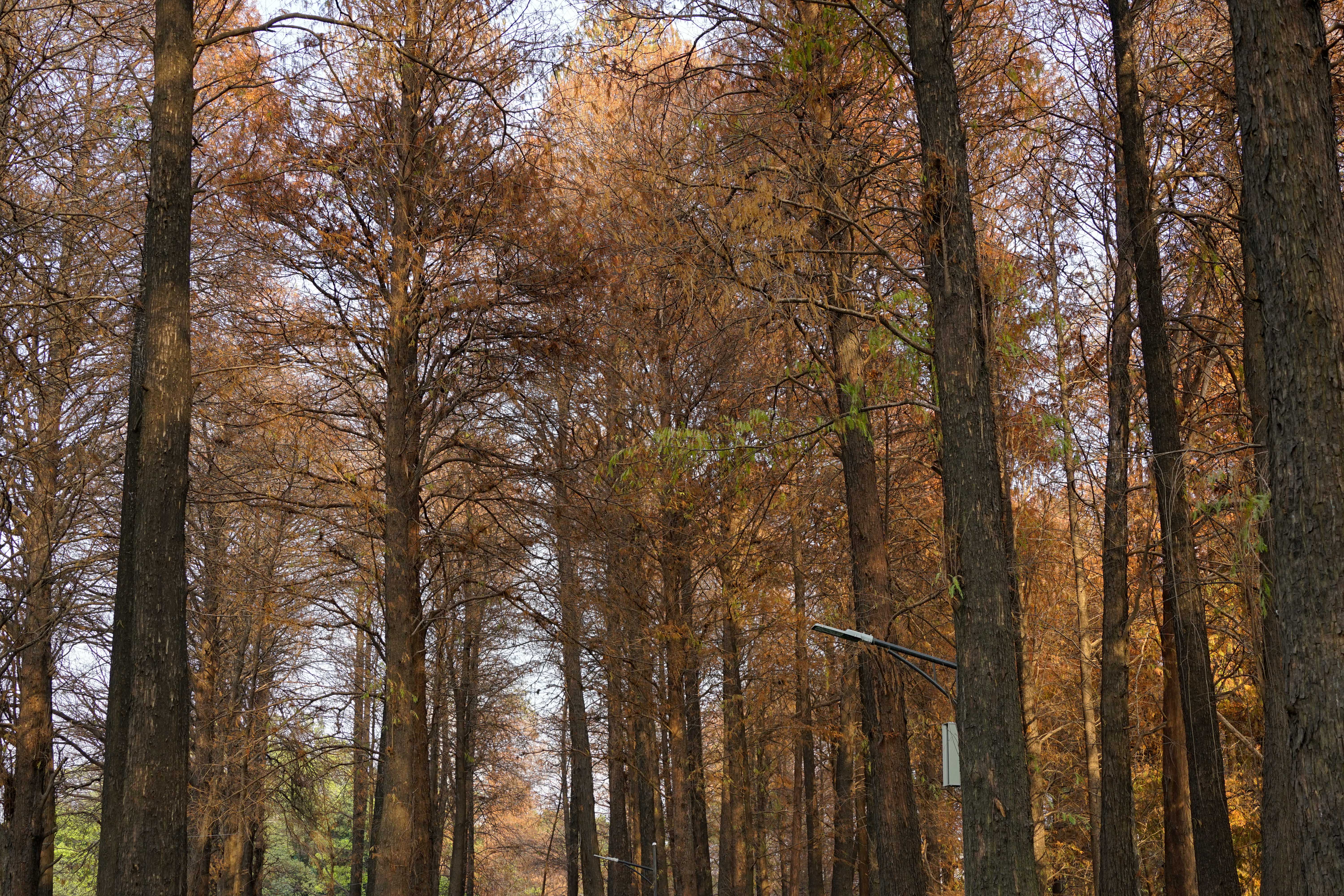 腾龙18-200f2.8佳能卡口,fe卡口f1.4副厂镜头推荐
