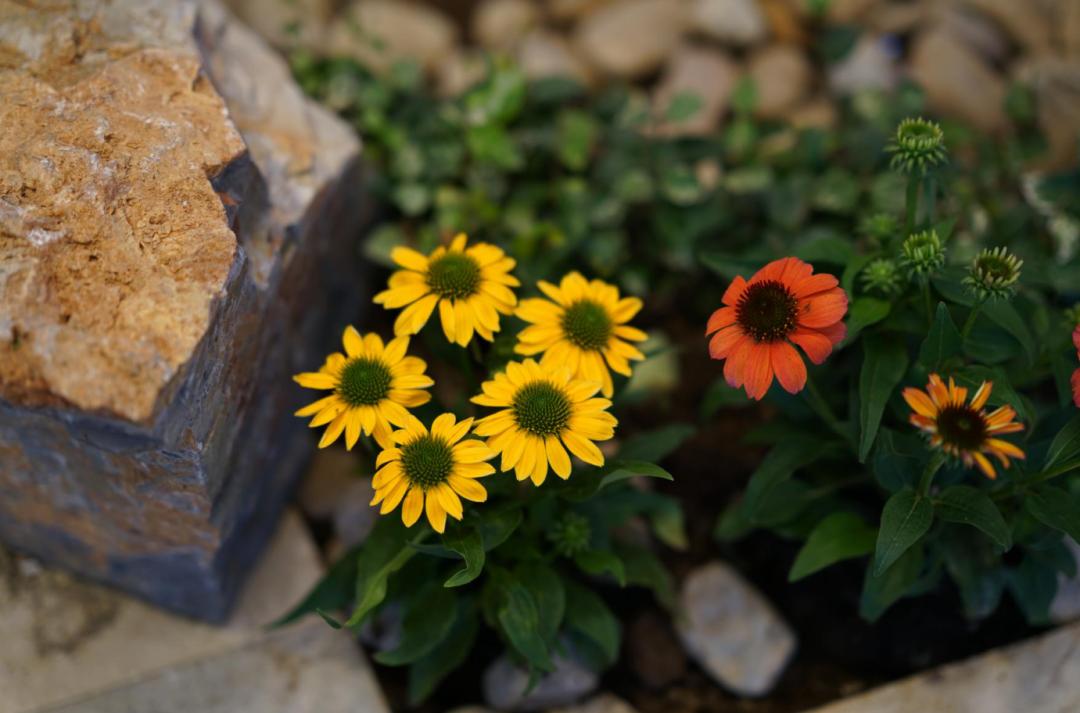 面包于鹏,世界烘焙大赛冠军于鹏