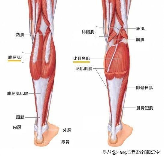 小腿如何锻炼keep,腿部拉伸keep