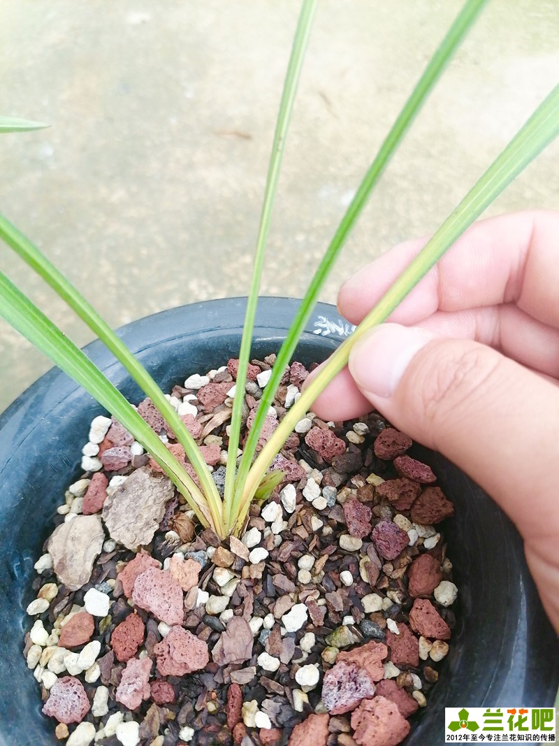 兰草单苗怎么上盆,养兰一盆几苗比较好