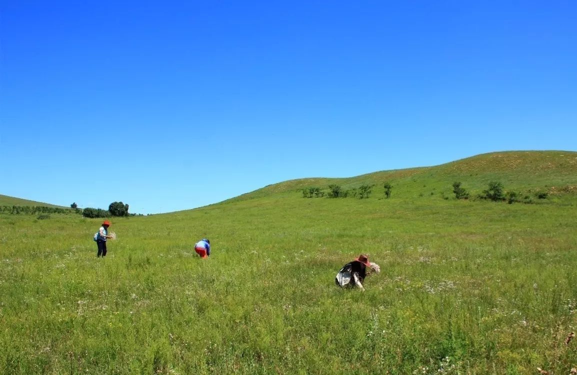 旅行去看草原美景,去草原撒欢视频