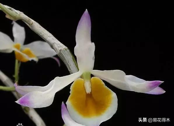 叠鞘石斛与铁皮石斛的区别,肿节石斛和大苞鞘石斛的不同