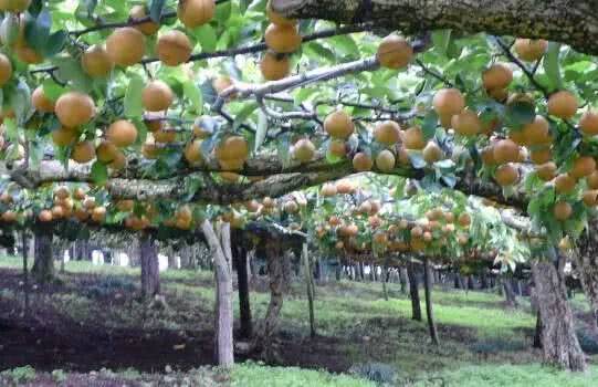 日本农场商业模式视频,未来农业十大吸金商业模式