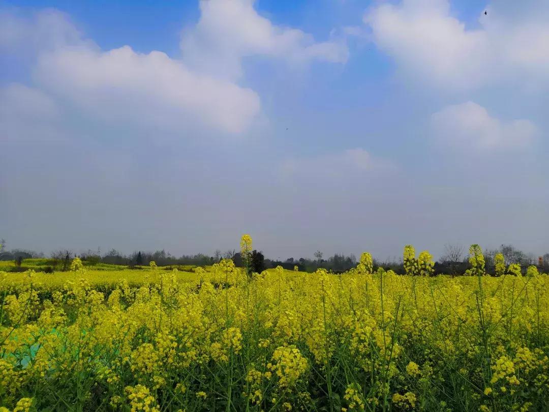 都江堰天府绿道骑行路线图,都江堰周边最美骑行路线