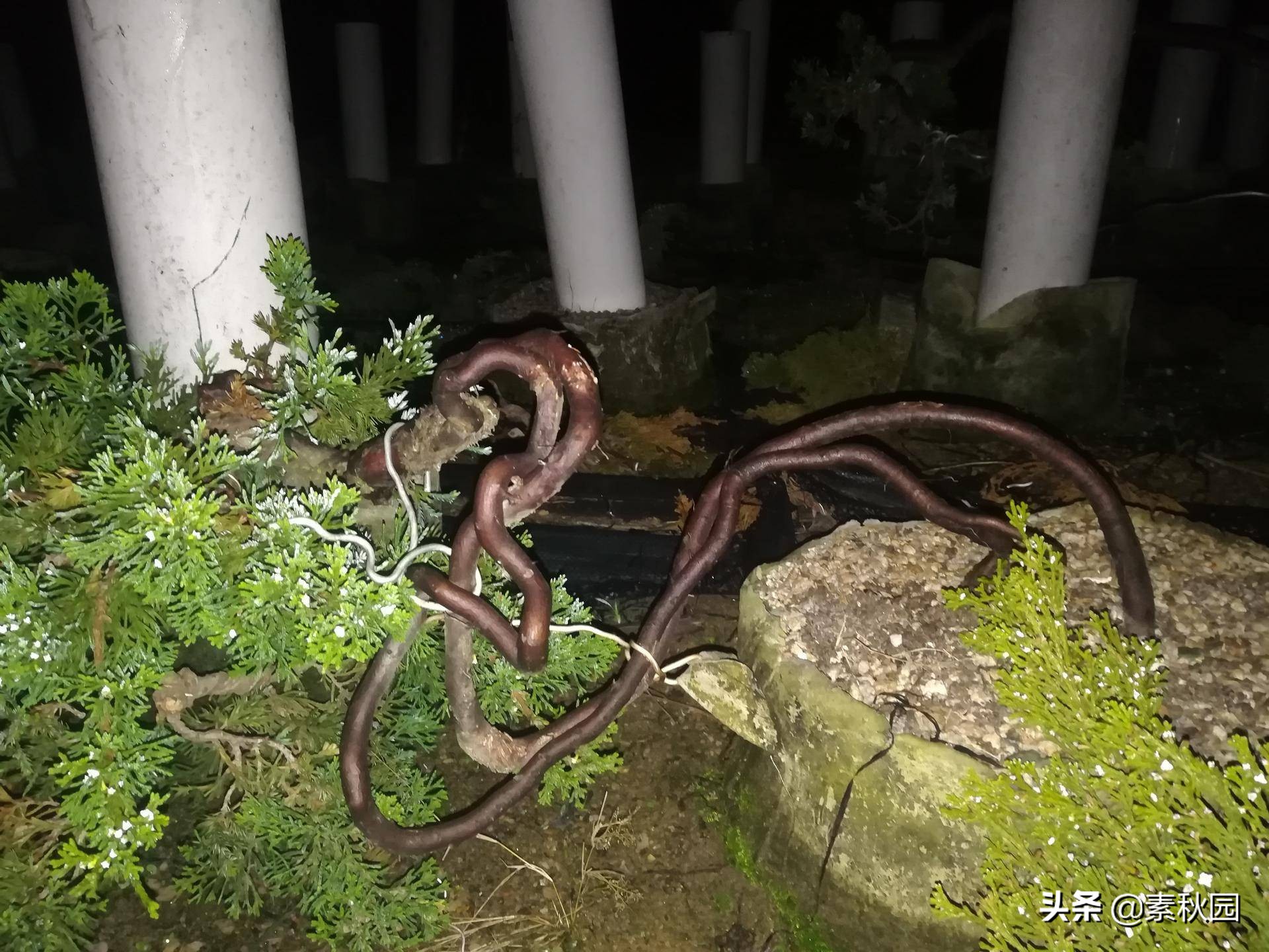 怎样从一棵小苗培养成提根盆景—台湾真柏