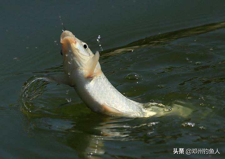 钓鱼的技巧之野钓视频,冬季钓鱼视频野钓看漂技巧