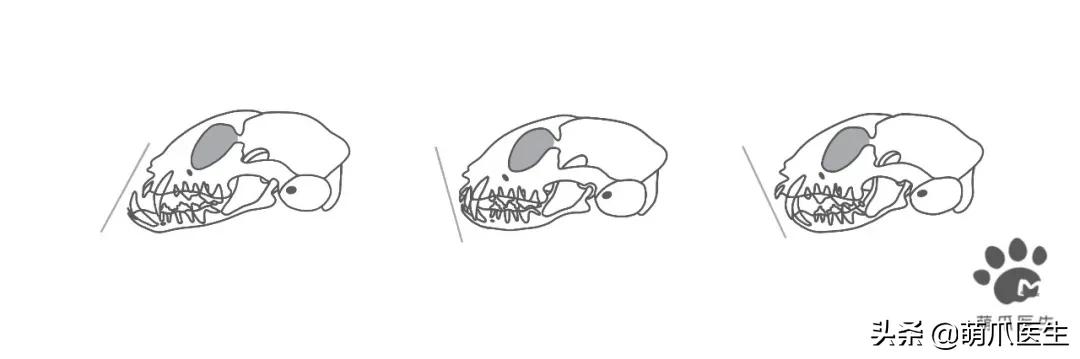 当一只猫有了脸,当一只猫长成了狗的样子