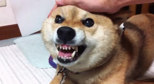 狗咬人怎么办如何训练狗不咬人,狗咬人怎么办能报警吗