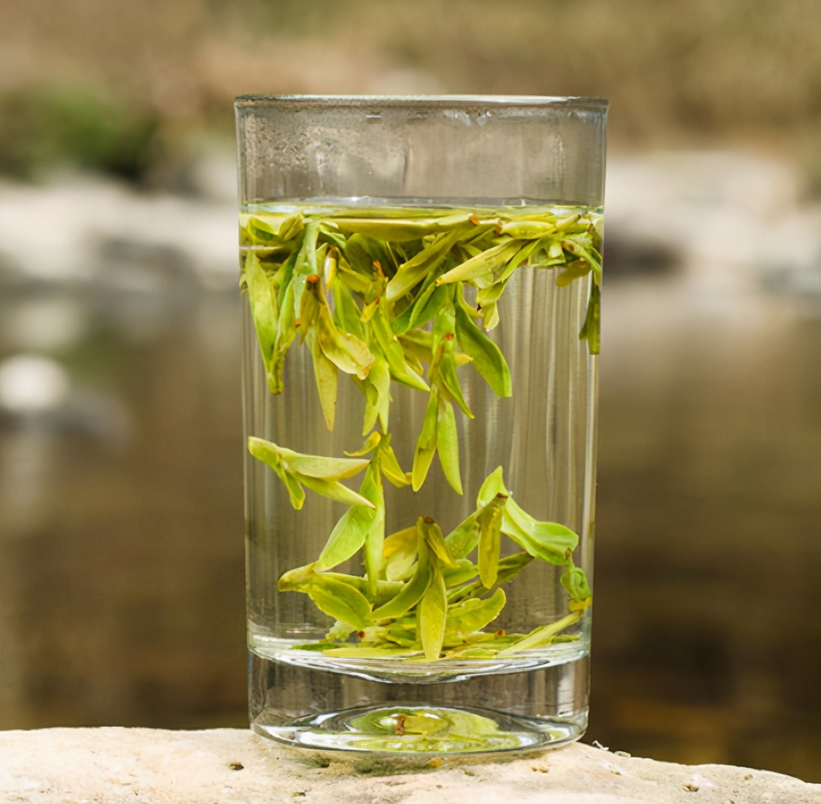 明前大佛龙井茶,大佛龙井是什么品种