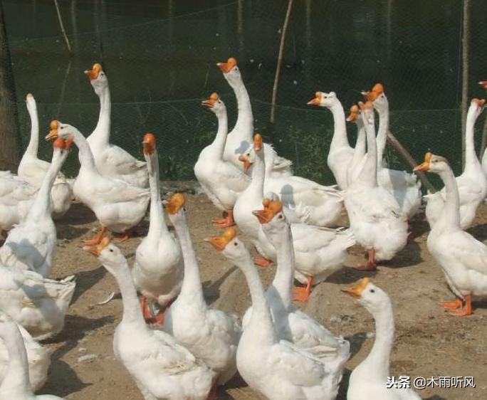 养鹅怎么才能提高成本,养鹅要多久才能产生经济效益