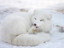 北极狐是什么动物,最壮观的北极狐