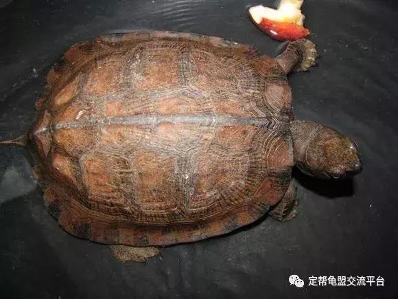 半水龟缸细致讲解,半水龟造景生态缸入门