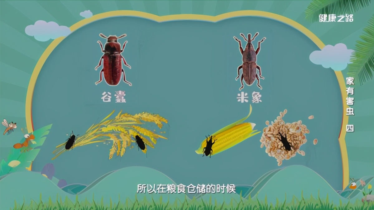 家中粮食有虫子怎么办,粮食里有虫怎么去除