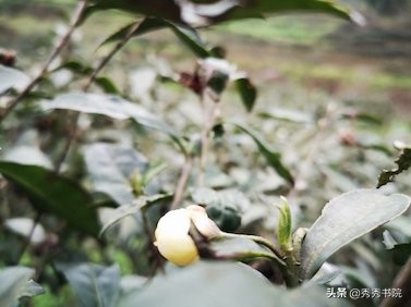 品茶之余，让我们聊一下司空图如何品诗