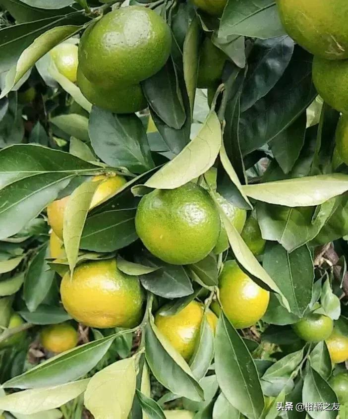 今年早熟蜜柑,今日沃柑沙糖桔价格