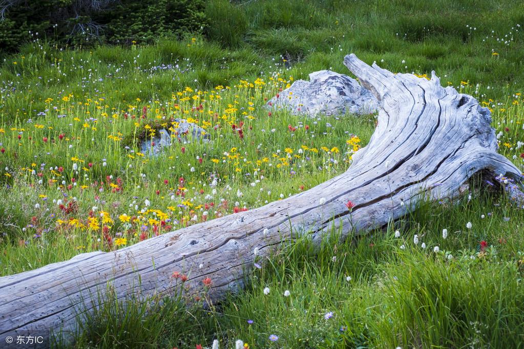 如何利用路边野花拍出复古大片,路边花拍摄技巧