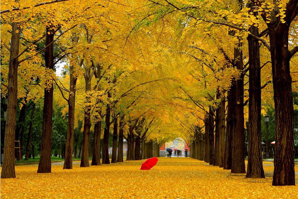 17处京城绝美银杏观赏点，看看有没有家门口的？