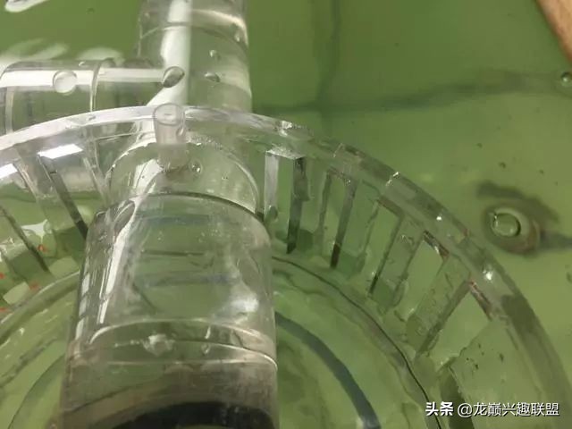 垃圾桶旁边的四方鱼缸,捡回去养了一缸金鱼,别说还挺不错