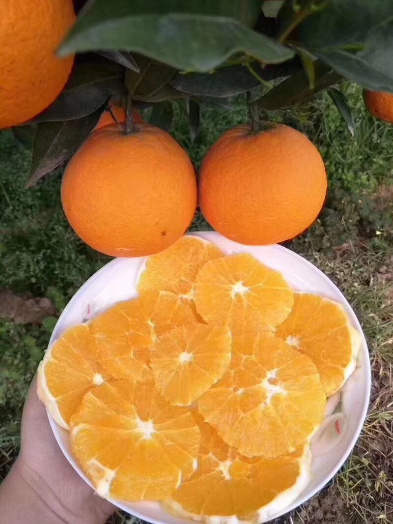 橙子有公母之分怎样挑选,橙子分类视频