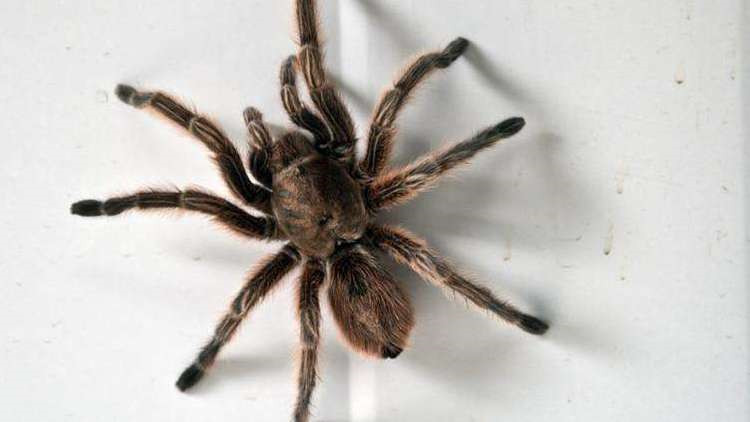 饲养蜘蛛要准备哪些用品,巴西所罗门蜘蛛饲养教程