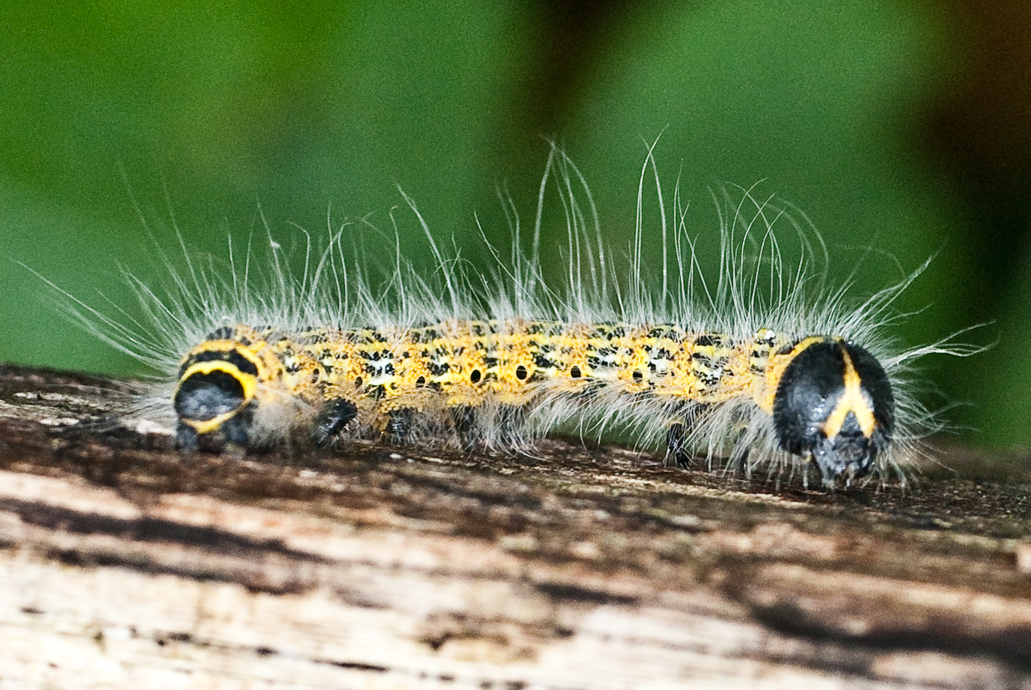 有一种长得很像树枝的昆虫,跟树枝长得很像的昆虫叫什么名字