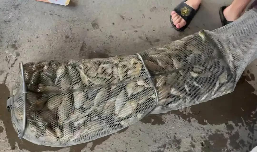 上海钓鲫鱼,一天钓几十斤鲤鱼咋办