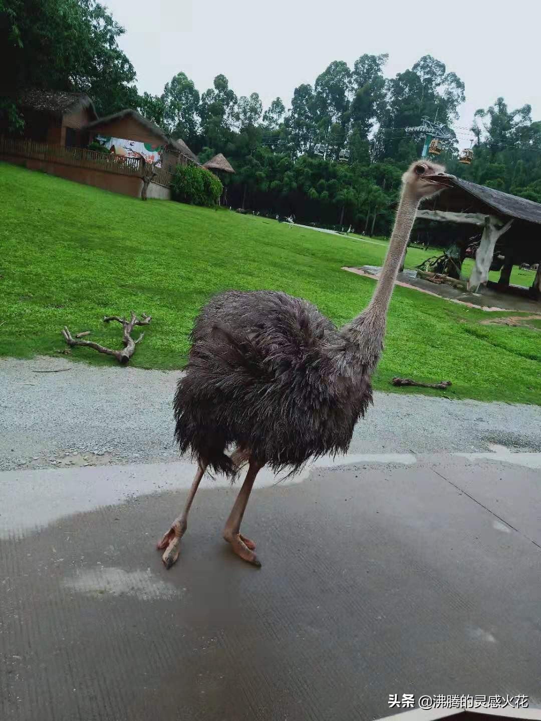 长隆野生动物世界探寻自然之美,长隆野生动物世界丛林野趣大巡游