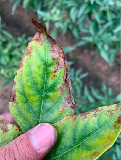 辣椒炭疽病又来了,叶片,果实受害严重?你需要加强以下6项管理