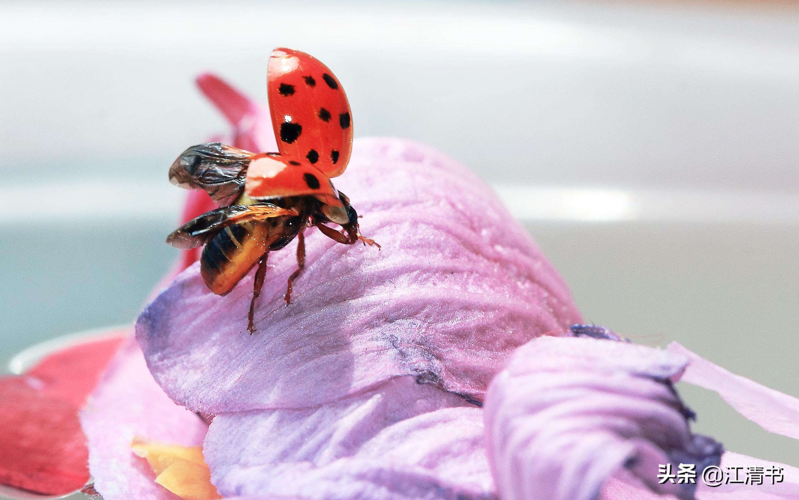 七星瓢虫能带来好运吗,七星瓢虫和二十四星瓢虫