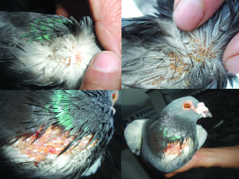 鹦鹉寄生虫有哪些,鹦鹉的寄生虫有什么症状