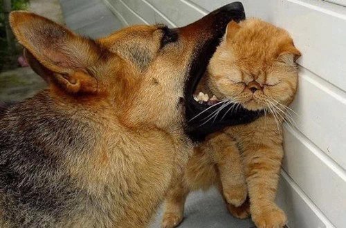 100个能笑死人的笑话搞笑幽默图文,整蛊搞笑盘点笑到肚子疼开心一刻