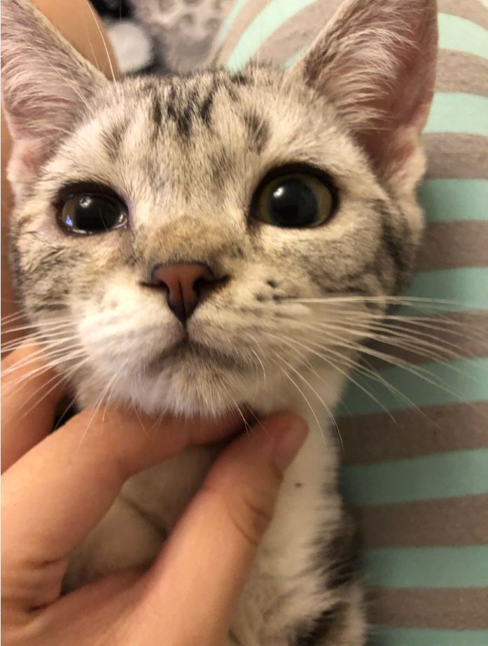 猫咪吃了生的五谷杂粮怎么办,猫咪吃了发霉的东西没有症状