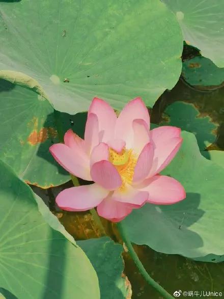 不画饼,不画饼店