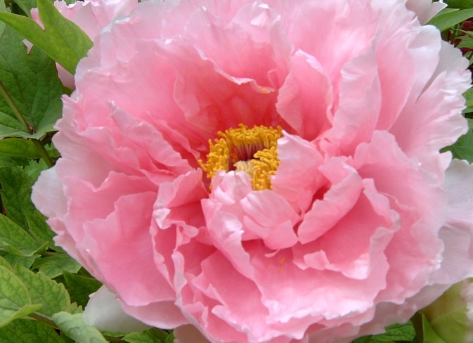 牡丹花怎么浇水,牡丹花怎么养才能活