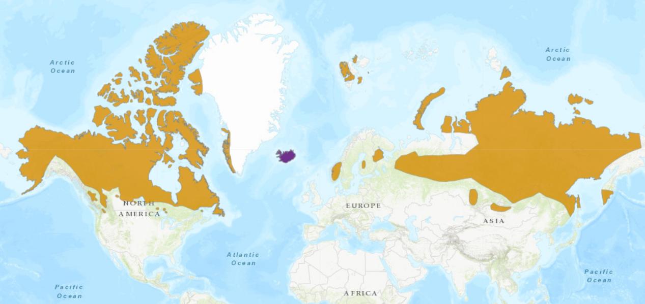 不怕冷、眼神好、像狗子......驯鹿还有啥不为人知的特点？