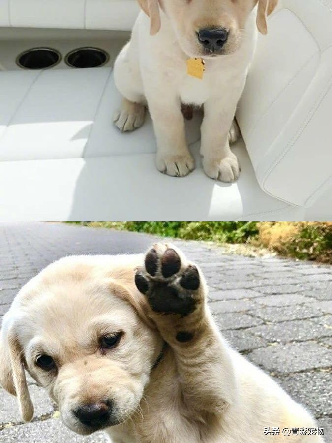 宠狗注意事项,宠兽小知识大全