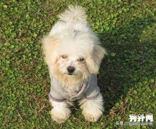 比熊犬怎么训练坐下握手,比熊犬应该怎么训练