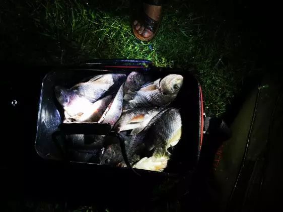 本汀金迦潘求败夜战罗非,本汀金迦潘求败评测