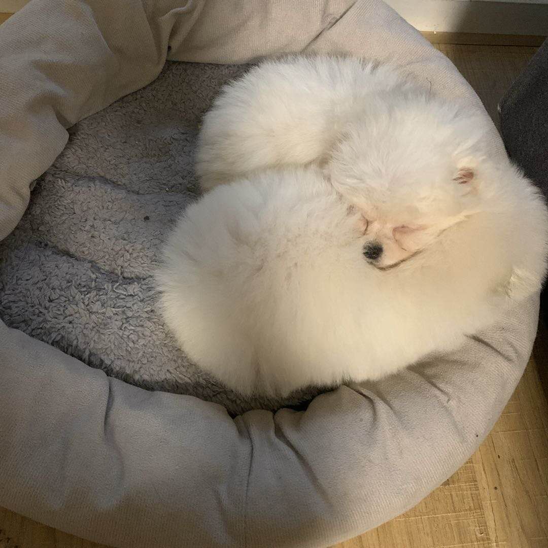 为什么狗市的狗买回来不好养,为啥狗市买回去的狗很快就细小