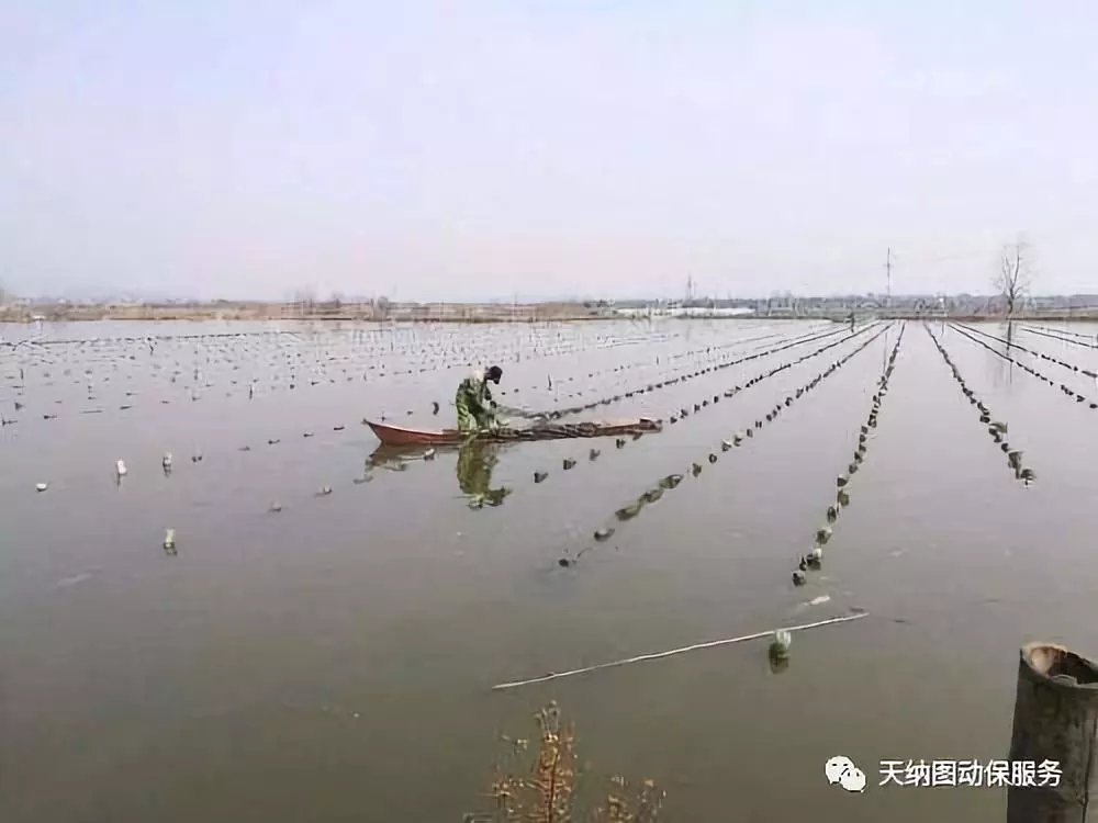 养殖水质的管理技术,养殖水体变硬怎么办