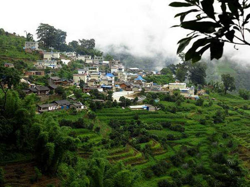 云南冰岛古树普洱茶的特点,冰岛古树普洱茶台地茶区别