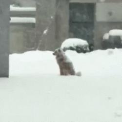 狗狗关在家里为什么要一直推门,关上门狗狗乱叫怎么办