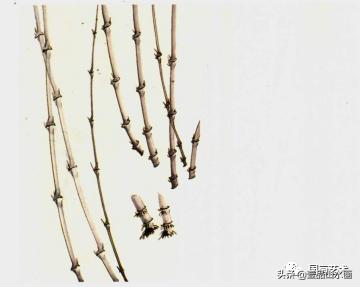 图文教程竹子画法,怎么画竹最简单最好看