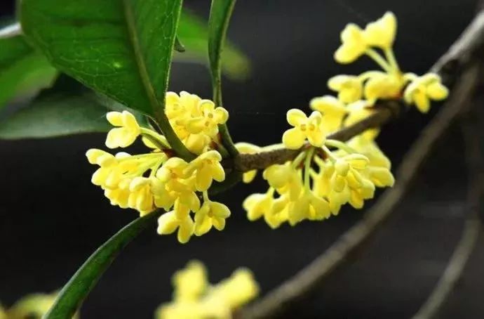 花突然蔫了?你家装修污染可能出问题了!