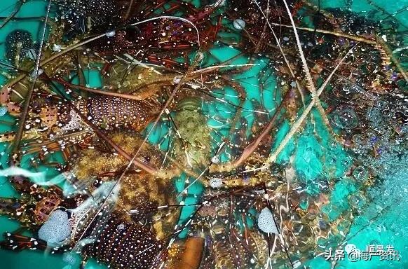 春节必买的海鲜,一年四季海鲜怎么选