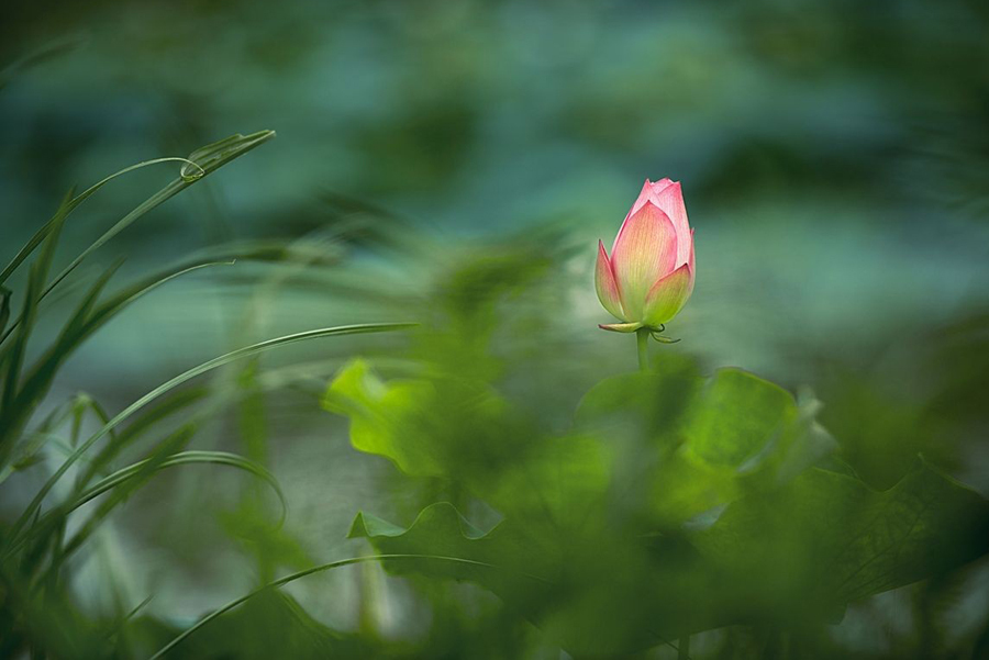 鹤城印象荷花图片,鹤城区看荷花